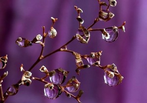 Water drops over purple background