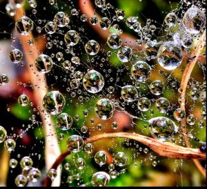 closeup of water drops between leaves